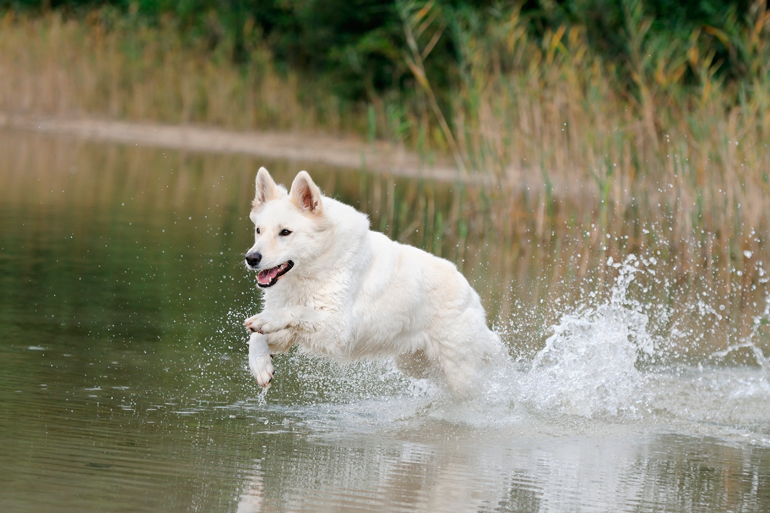 pastor-suizo-jugando-en-el-agua