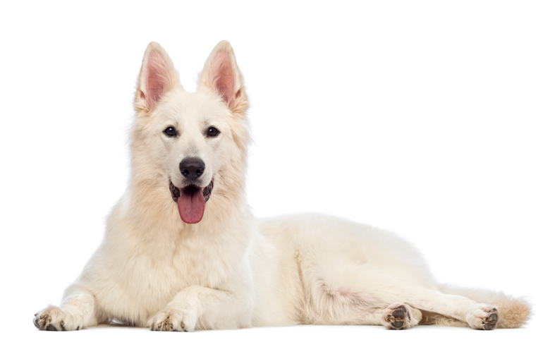 pastor-suizo-tumbado