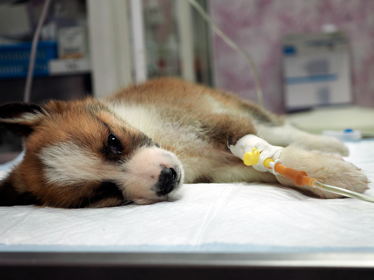 perro contagiado con moquillo en tratamiento