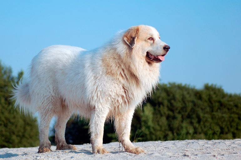 perro-de-montaña-pirineos