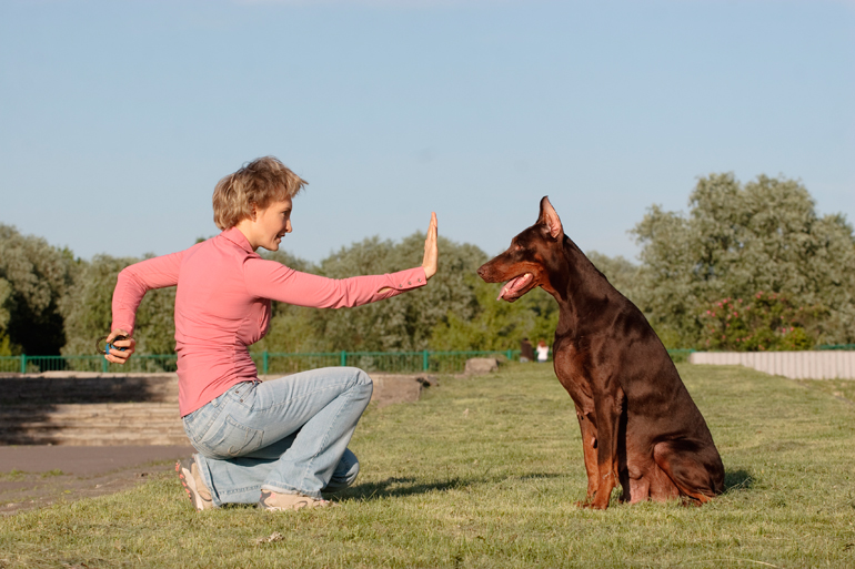 perro-esperando-la-pelota