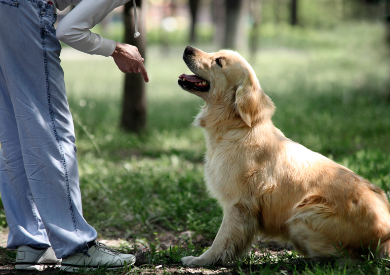 perro obedeciendo orden de sentarse perro obedeciendo orden de sentarse