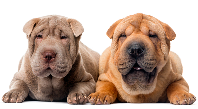 perros-shar-pei-de-dos-colores