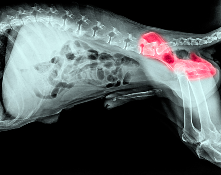 radiografia de perro con displasia de cadera