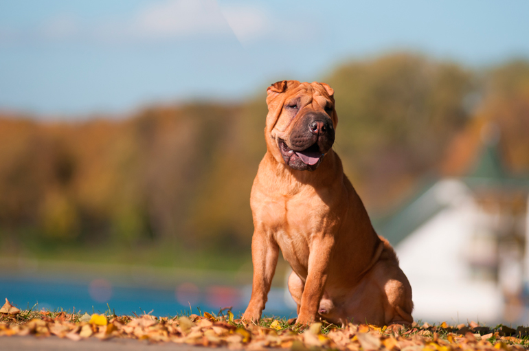 shar-pei-adulto