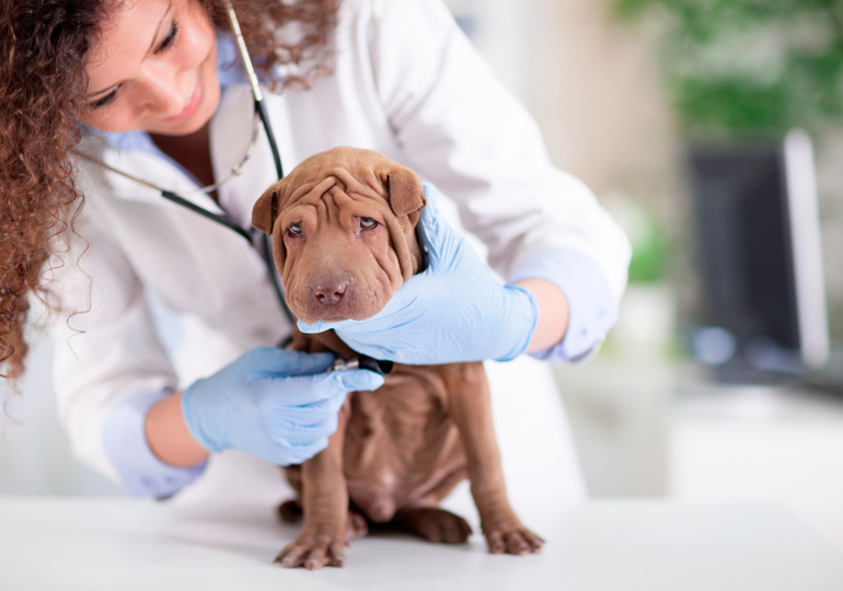shar-pei-en-el-veterinario