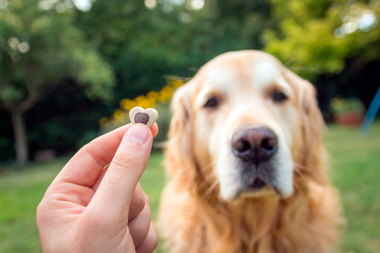 tecnica-de-adiestramiento-posicitivo-con-un-perro