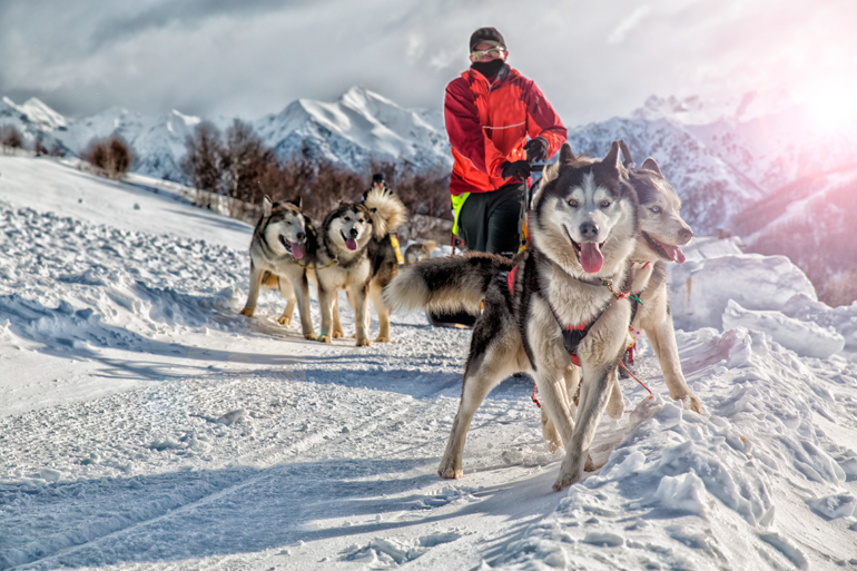 trineo-tirado-por-Huskys-siberianos