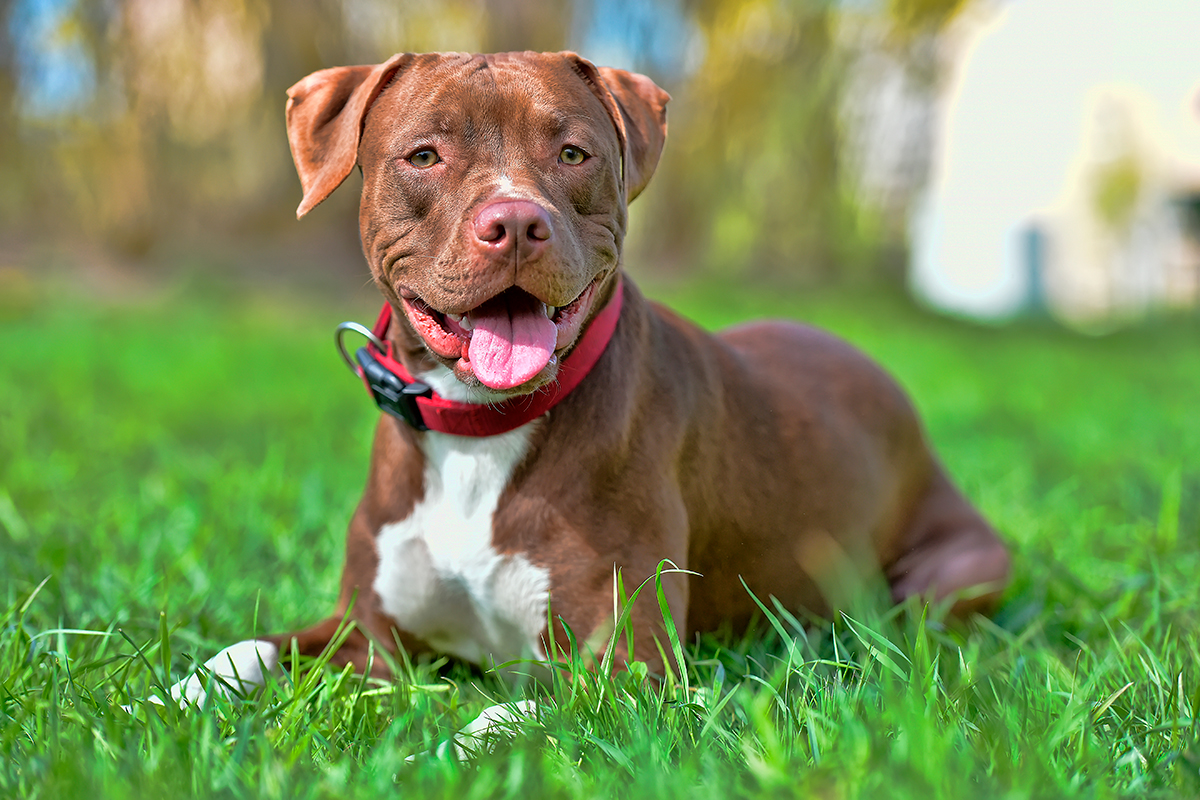 American Pitbull Terrier