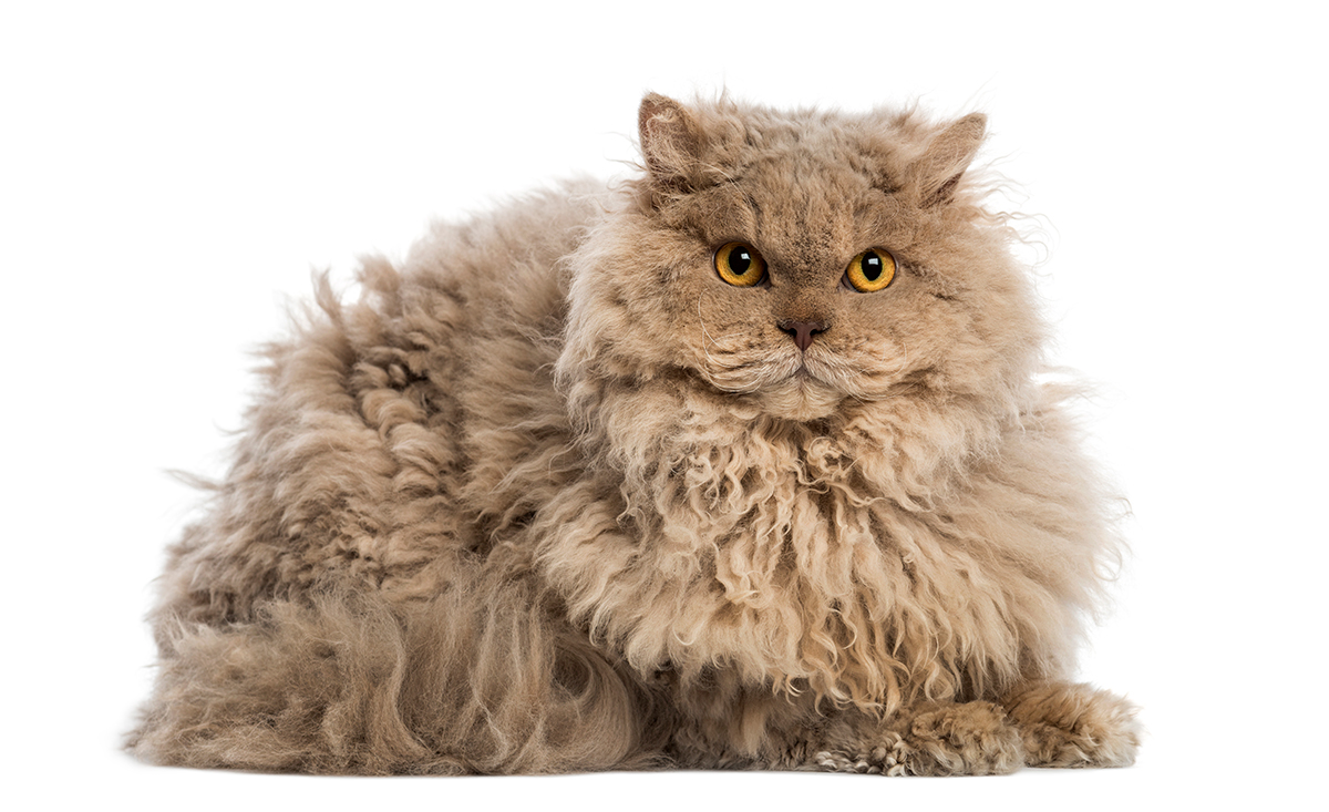 gato Selkirk rex