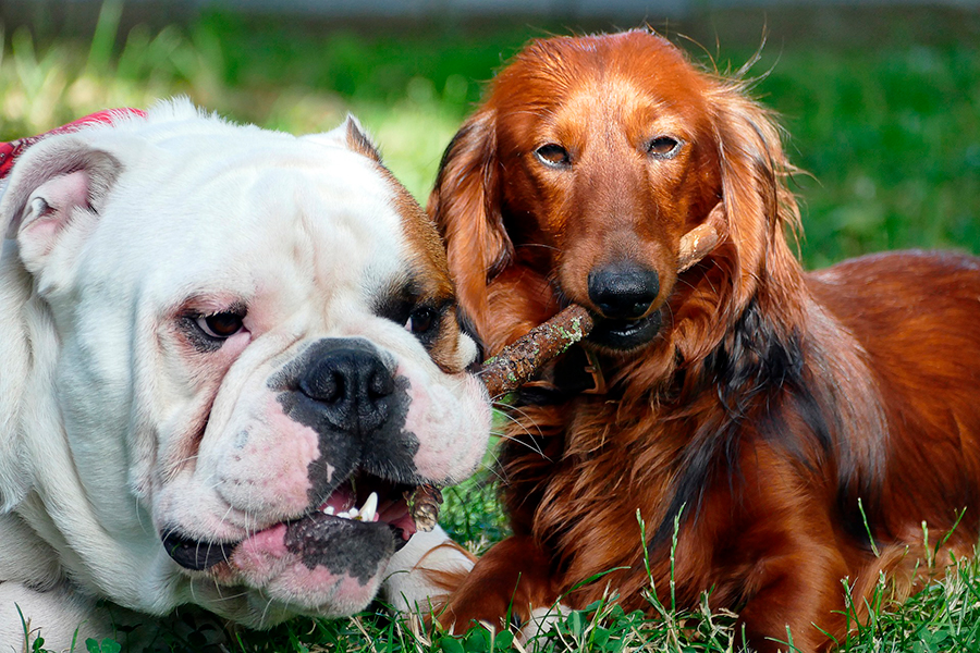 dos perros mordiendo el mismo palo