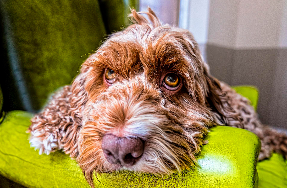 perro tranquilo en el sillon