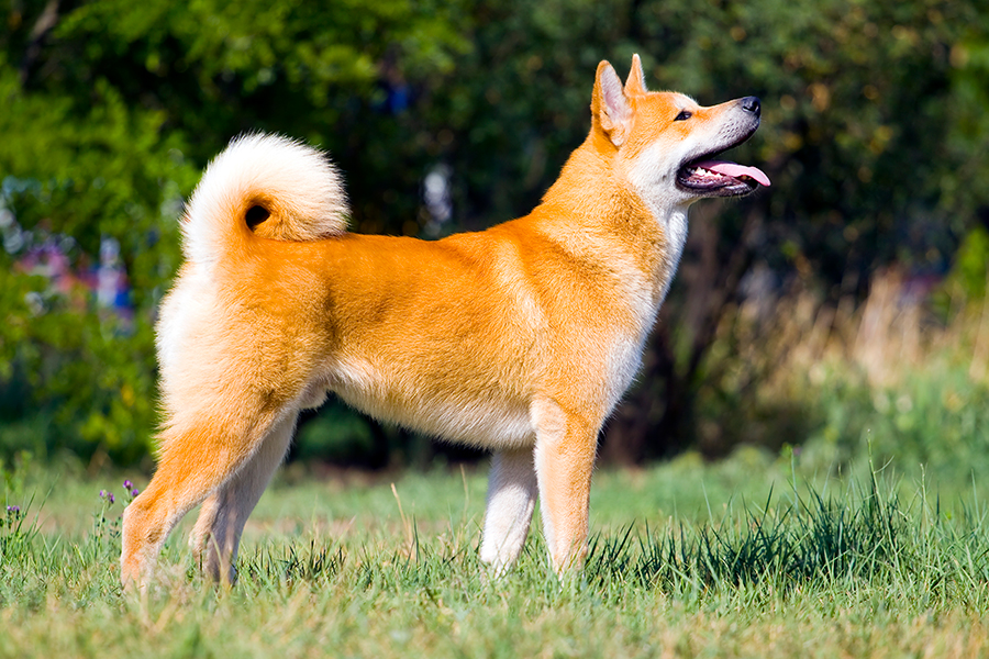 Akita Inu Akita Inu