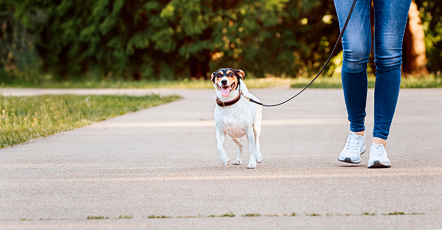 Bodeguero Andaluz paseando con correa Bodeguero Andaluz paseando con correa
