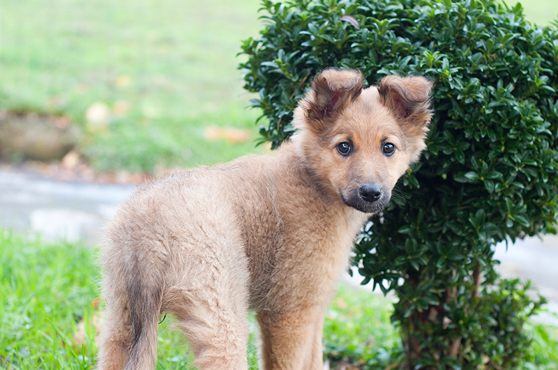 Cachorro de pastor Vasco Cachorro de pastor Vasco