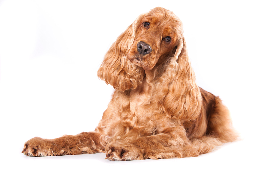 Cocket spaniel ingles