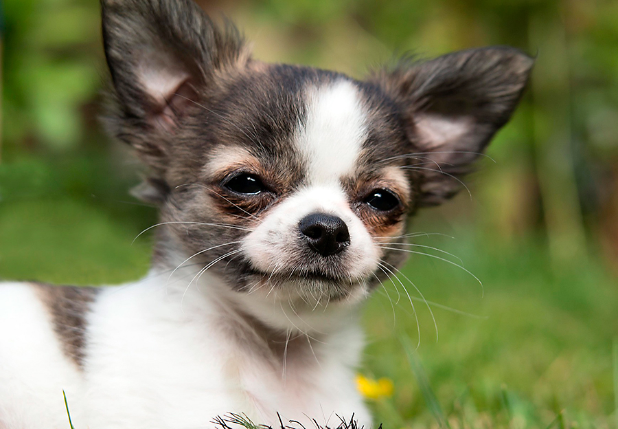 como cuidar a un chihuahua como cuidar a un chihuahua