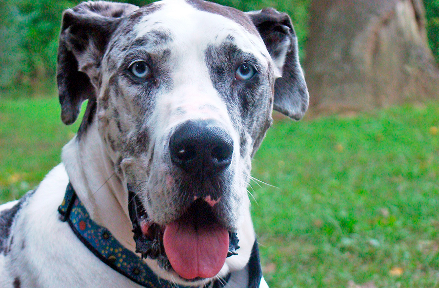 cuidados para un gran danes cuidados para un gran danes