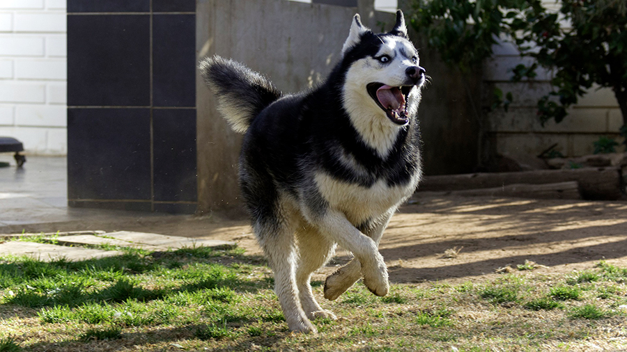 husky siberiano corriendo