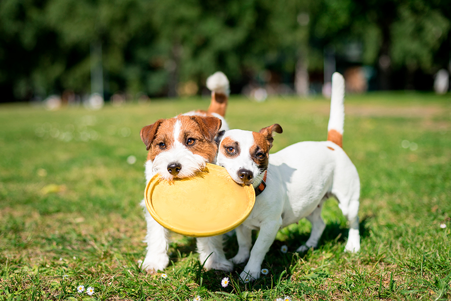 perros Jack Rusell jugando perros Jack Rusell jugando