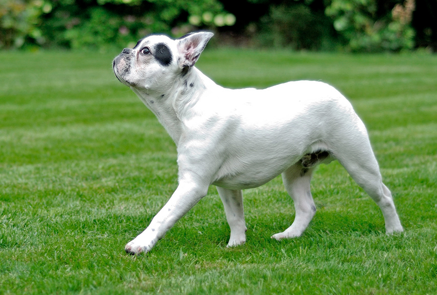 temperamento del bulldog frances temperamento del bulldog frances