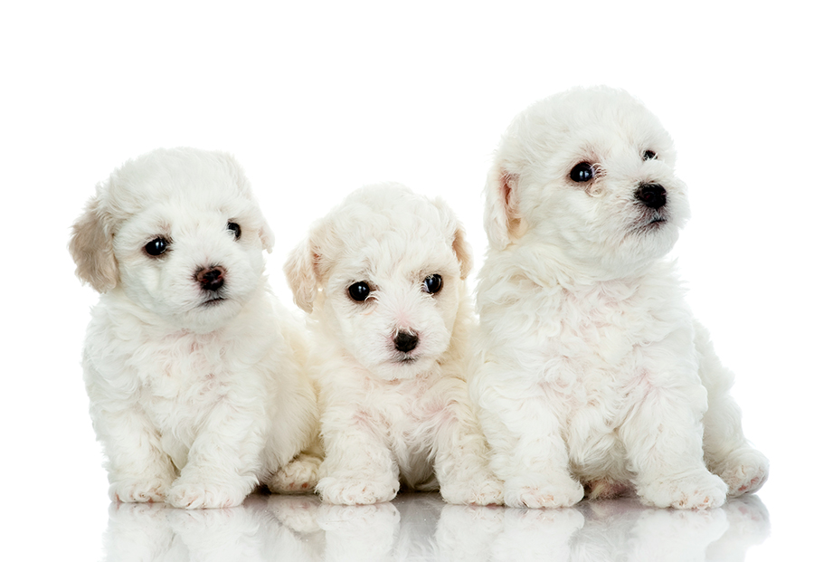 Cachorros de Bichon Maltes Cachorros de Bichon Maltes