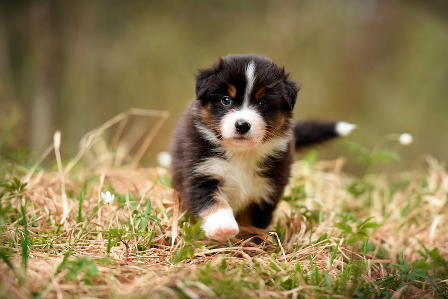 cachorro de pastor australiano cachorro de pastor australiano