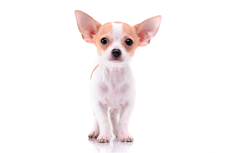 ejemplar de perro chihuahua de corta edad ejemplar de perro chihuahua de corta edad