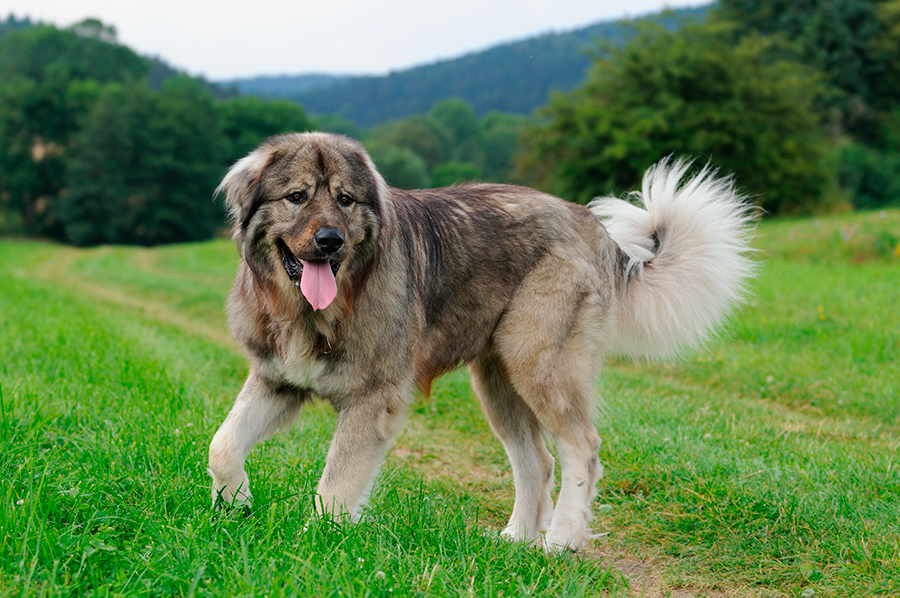 ejemplar joven de pastor del caucaso ejemplar joven de pastor del caucaso
