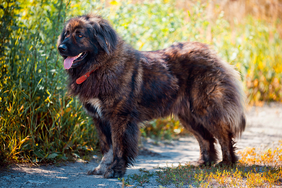 perro pastor del caucaso