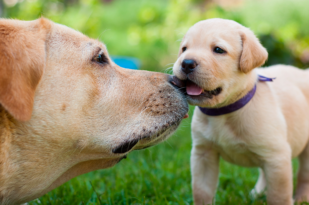 Historia del Labrador Retriever
