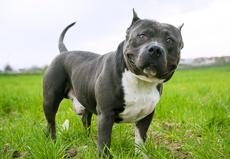 american bully