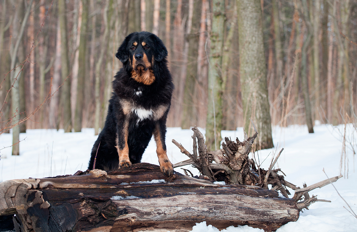 origen de la raza mastin tibetano