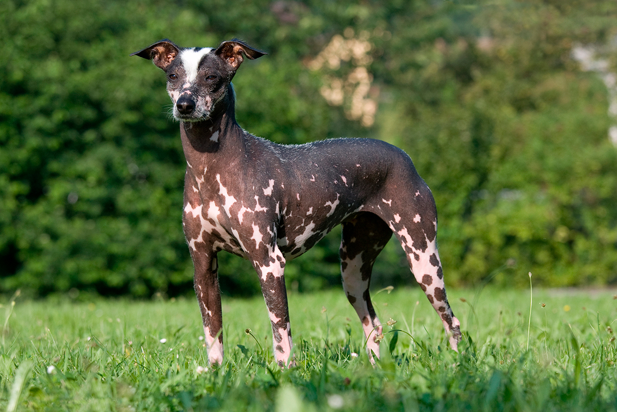 origen del perro sin pelo peruano
