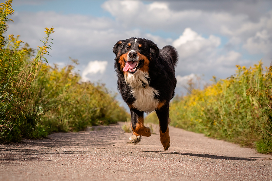 perro acudiendo a la llamada perro acudiendo a la llamada