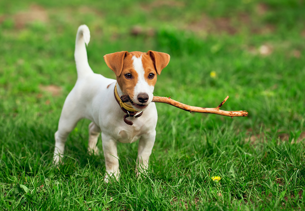 Origen de la raza Jack Russell Terrier