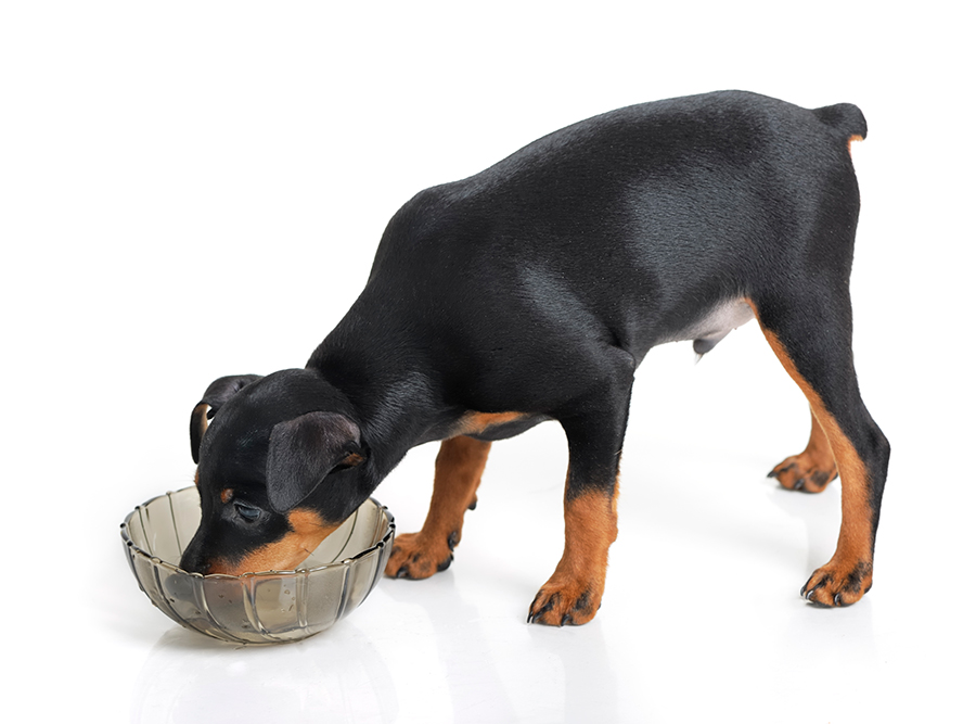 cachorro de Doberman cachorro de Doberman