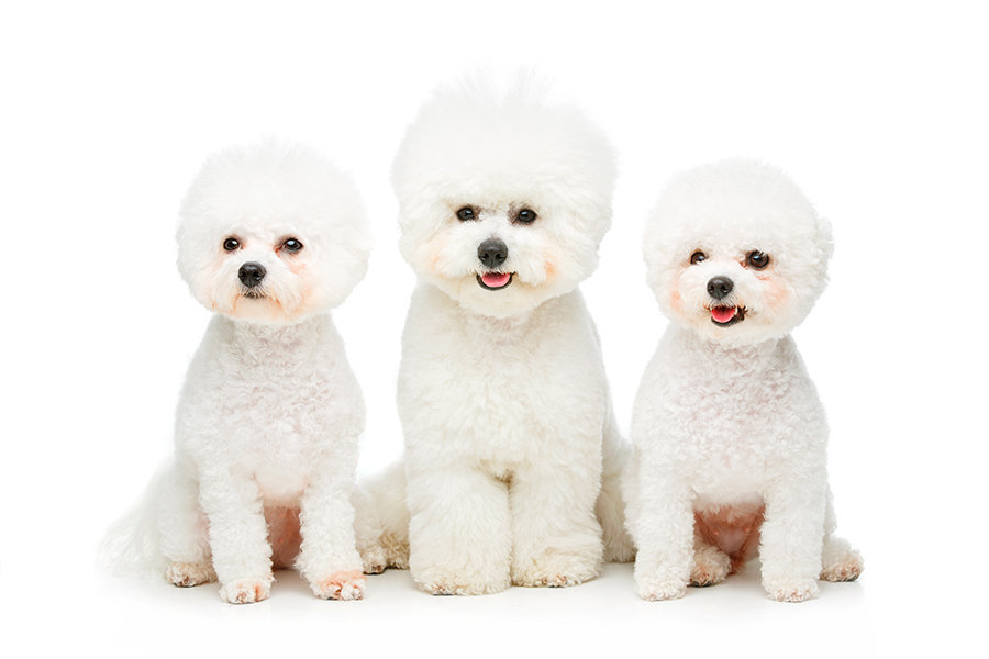ejemplares de bichon frise ejemplares de bichon frise