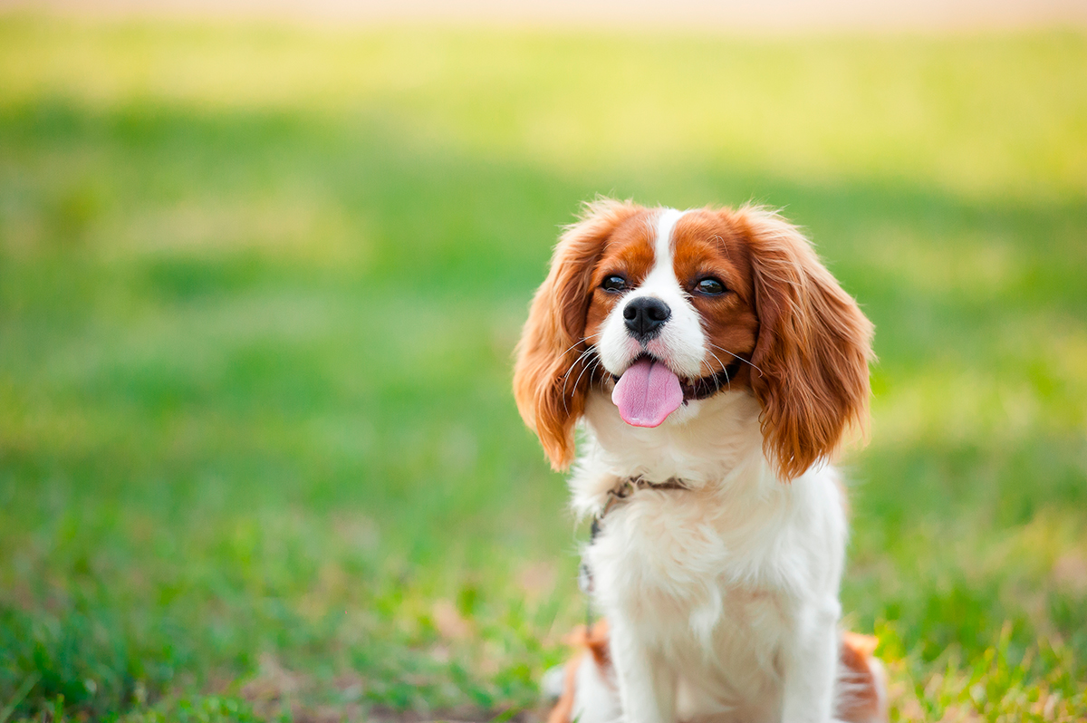 origen de la raza Cavalier King Charles Spaniel