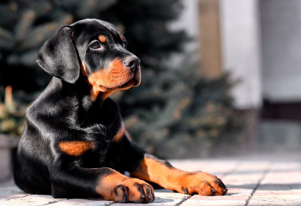 origen de la raza Doberman