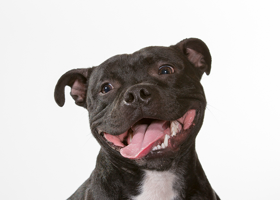 perro American Staffordshire perro American Staffordshire