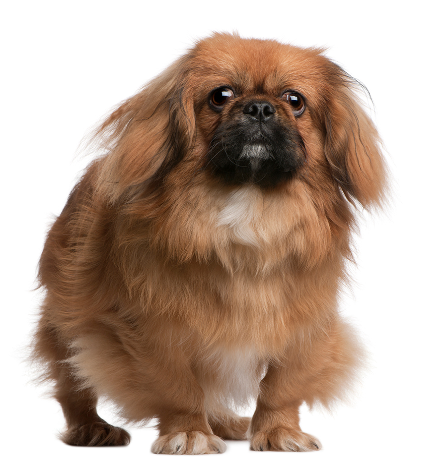perro Pekines perro Pekines