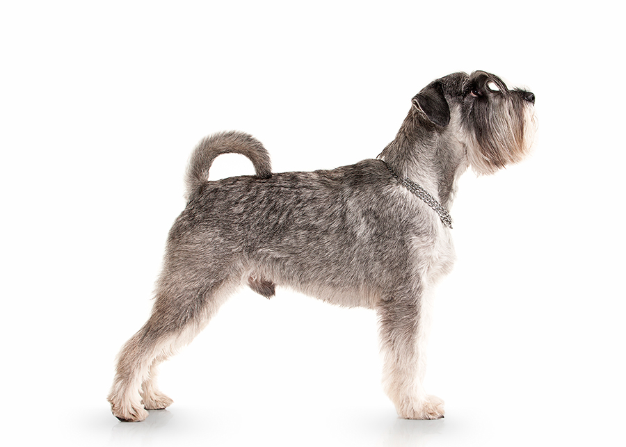 perro Schnauzer perro Schnauzer