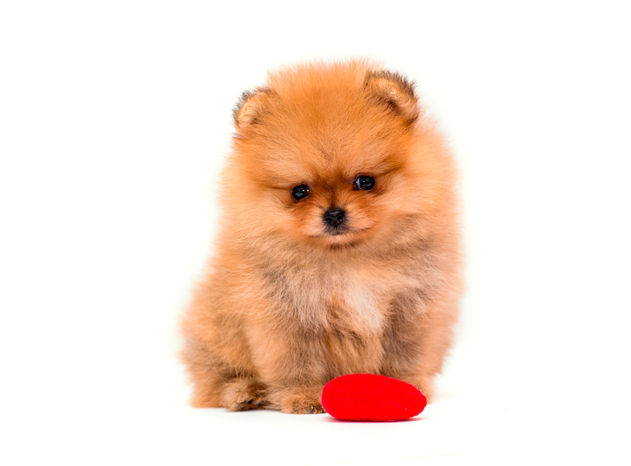 perro Spitz Aleman perro Spitz Aleman