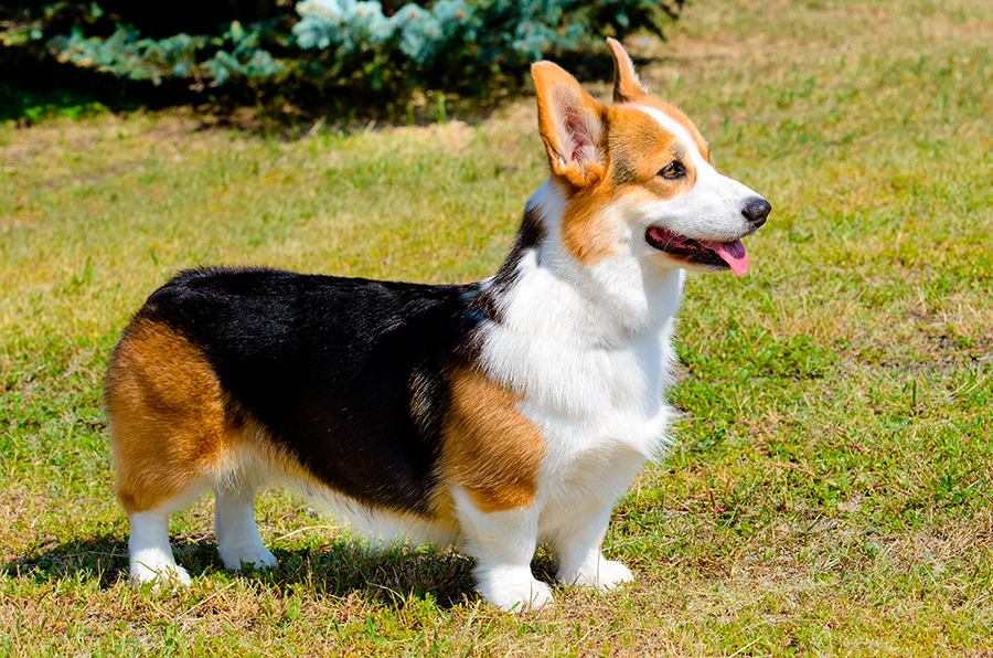 Perro de raza Corgi Gales Perro de raza Corgi Gales
