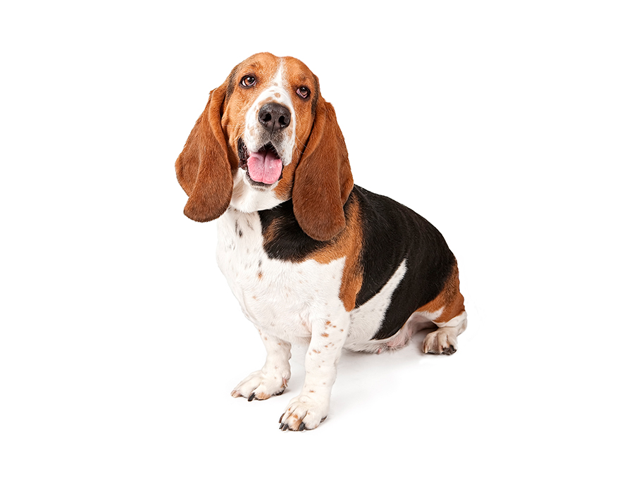 ejemplar de Basset Hound ejemplar de Basset Hound