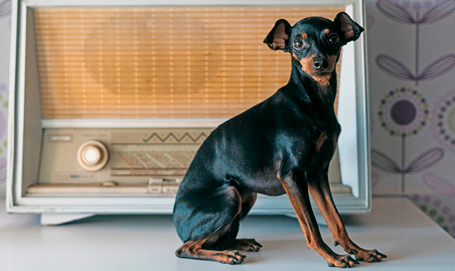 ejemplar de Raton de Praga ejemplar de Raton de Praga