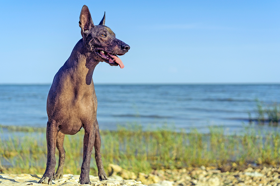 ejemplar de Xoloitzcuintle ejemplar de Xoloitzcuintle