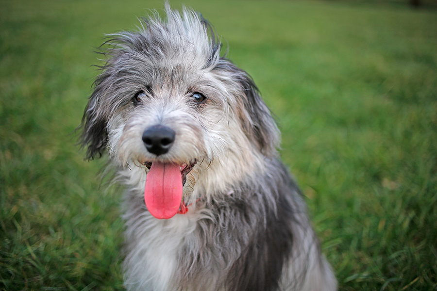 ejemplar de raza Aussiedoodle ejemplar de raza Aussiedoodle