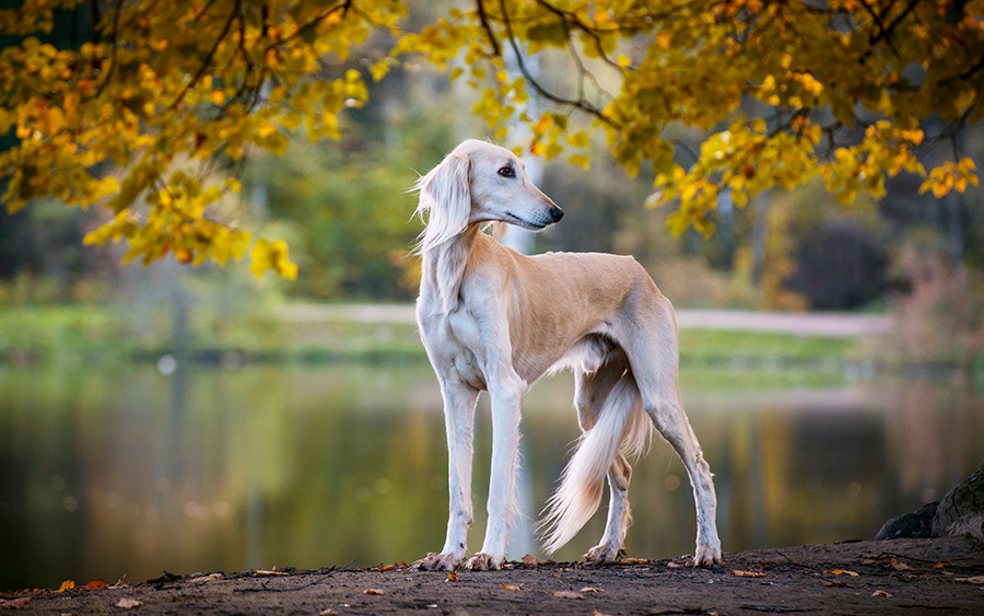 ejemplar de raza Saluki ejemplar de raza Saluki